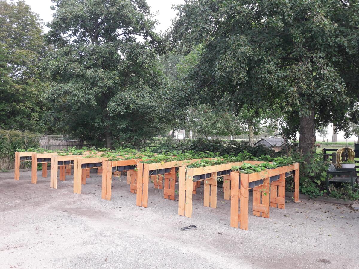foto_aardbeientafel_eindproduct.jpg