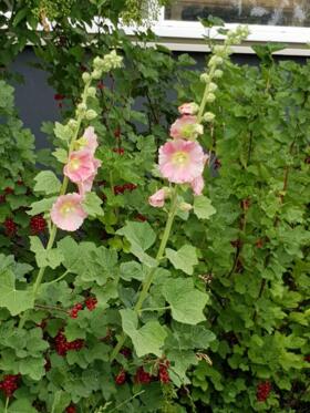 IMG_20180616_WA0008_1.jpg
