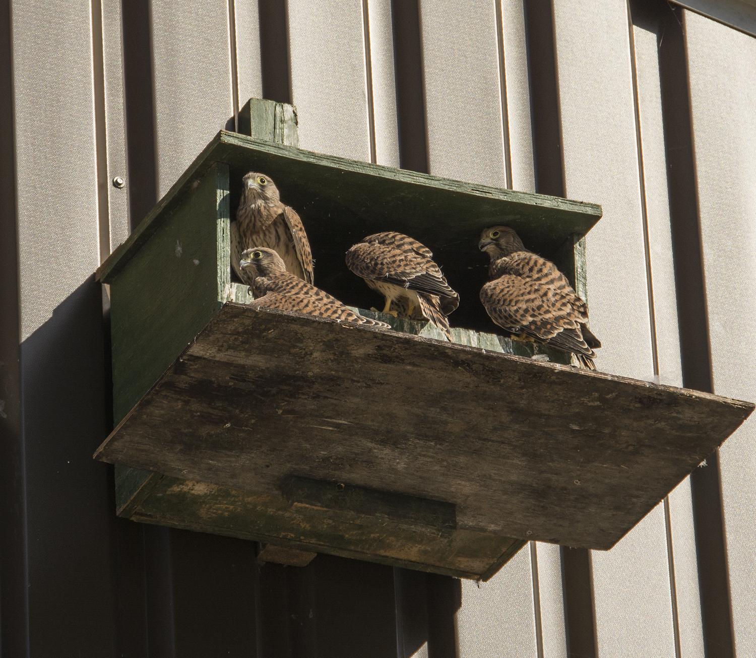 _DSC4268_jbk.jpg _DSC4268_jbk.jpg