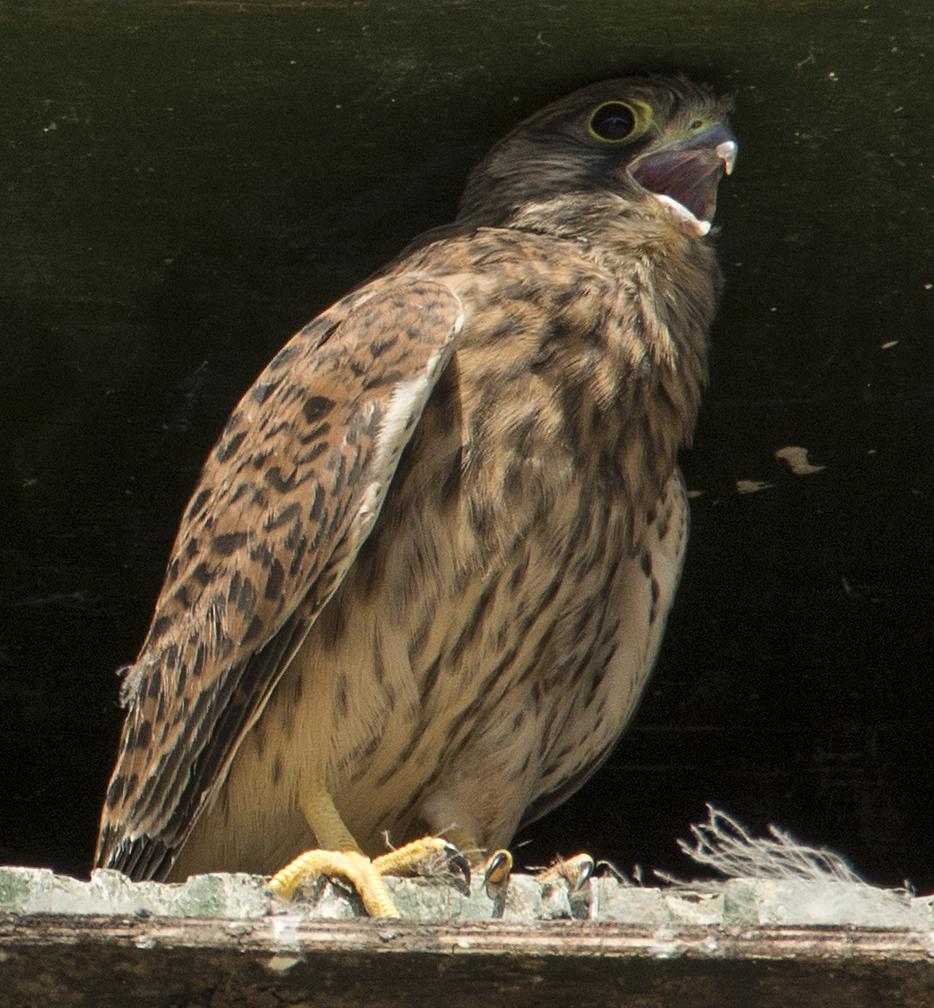 _DSC4279_jbb.jpg _DSC4279_jbb.jpg