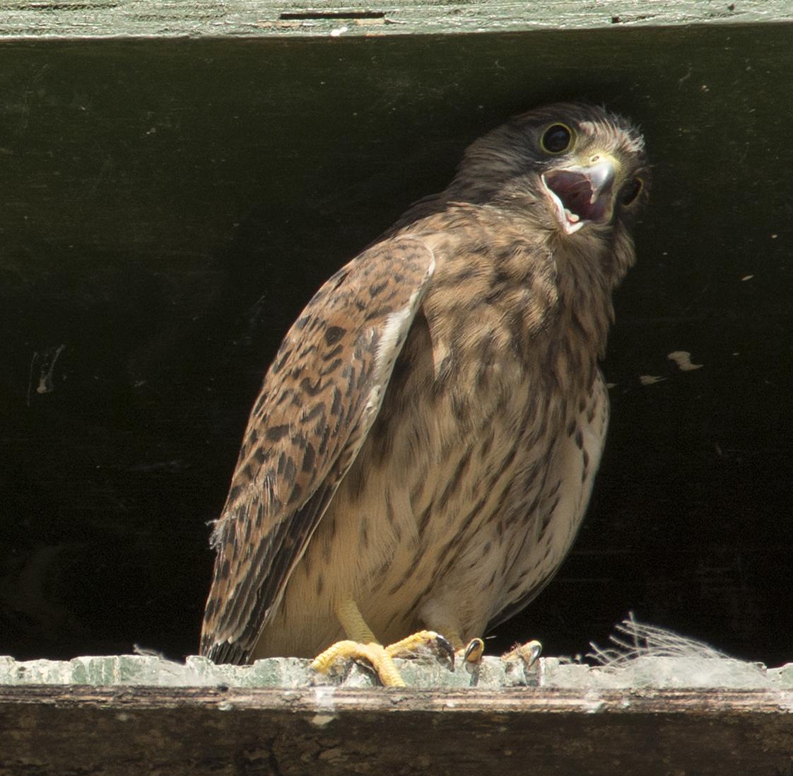 _DSC4280_jbb.jpg _DSC4280_jbb.jpg