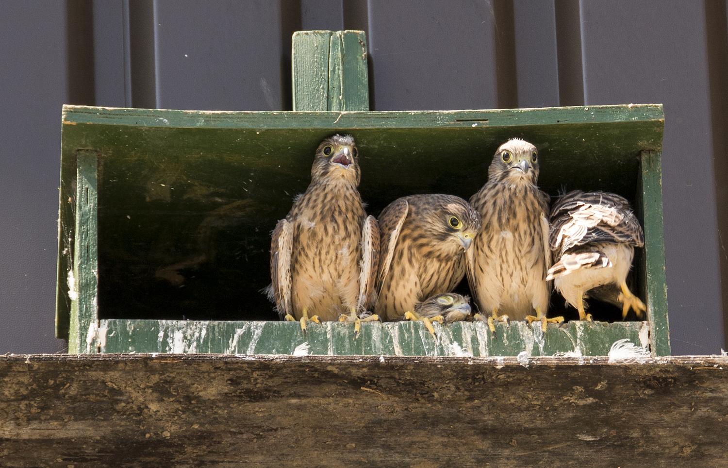 _DSC4294_jbk.jpg _DSC4294_jbk.jpg