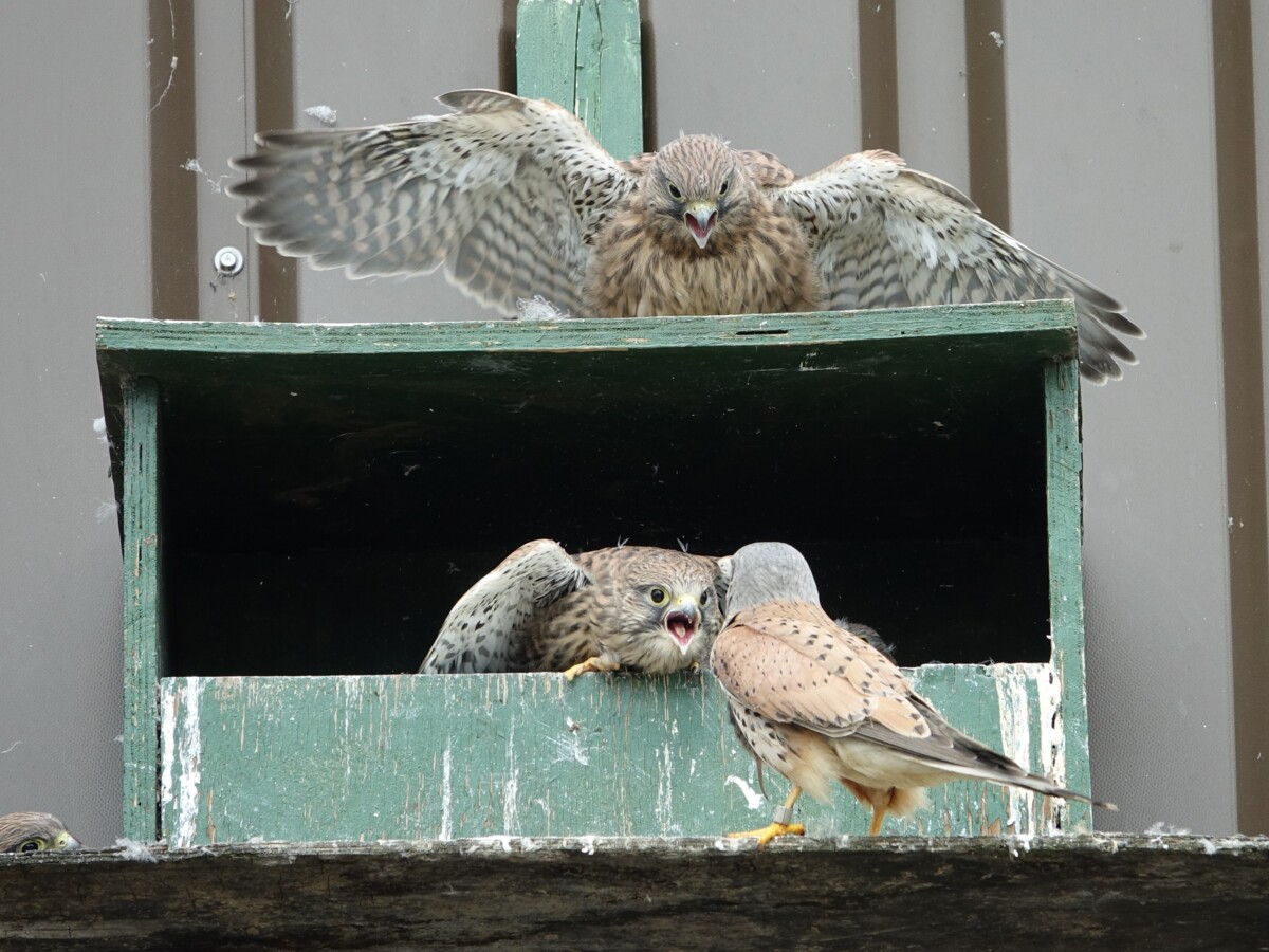 DSC00827_2_.JPG