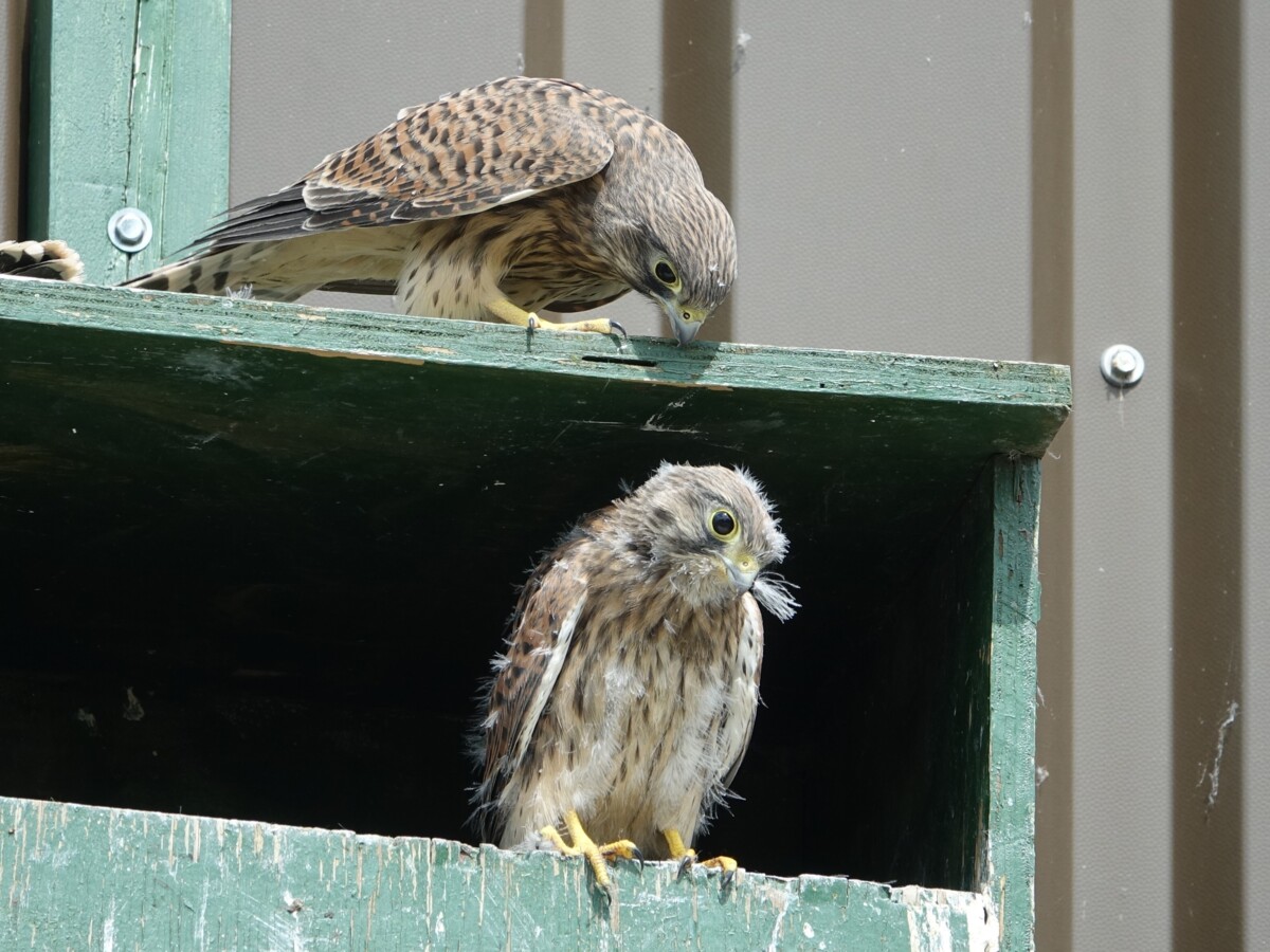 DSC00860_2_.JPG