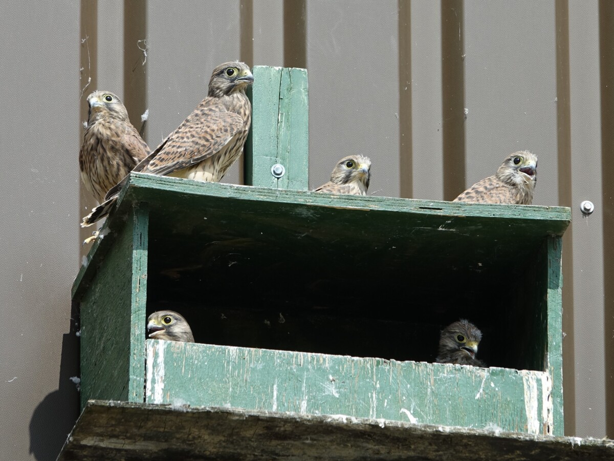 DSC00865_2_.JPG