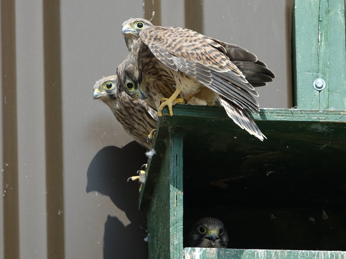 DSC00872_2_.JPG