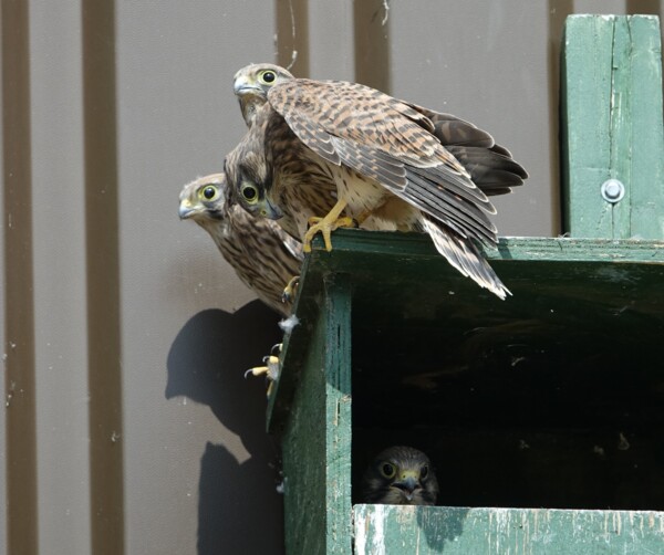 DSC00872_2_.JPG