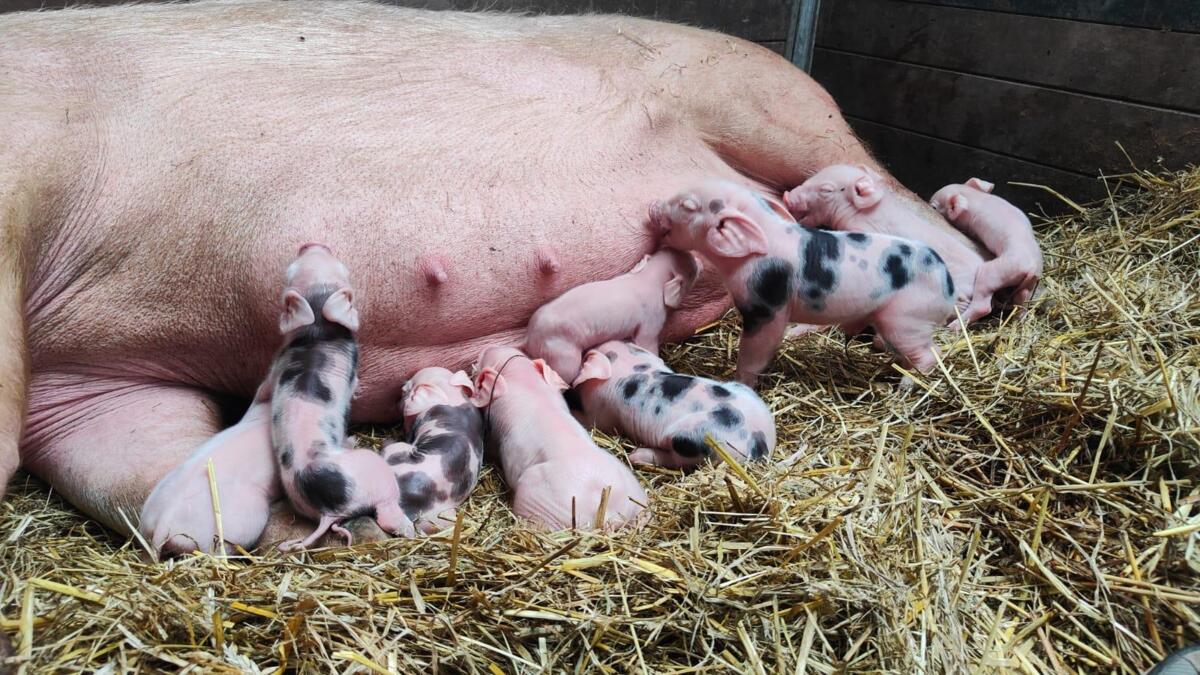 Varken Met Biggetjes Hoeve De Vogel Elisabeth Varken Met Biggetjes Hoeve De Vogel Elisabeth