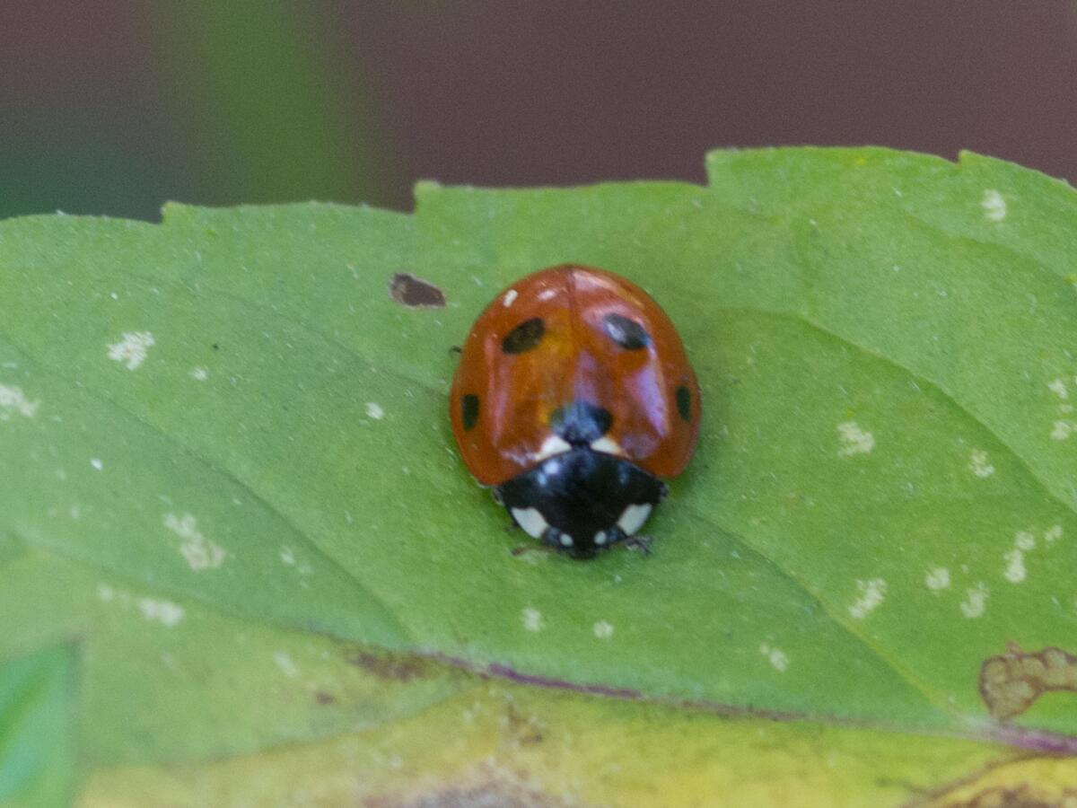 DSC_5178_1.jpg
